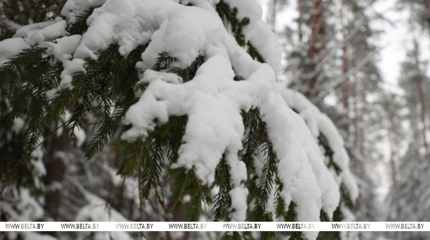 До +8°С, снег и гололедица ожидаются сегодня в Беларуси