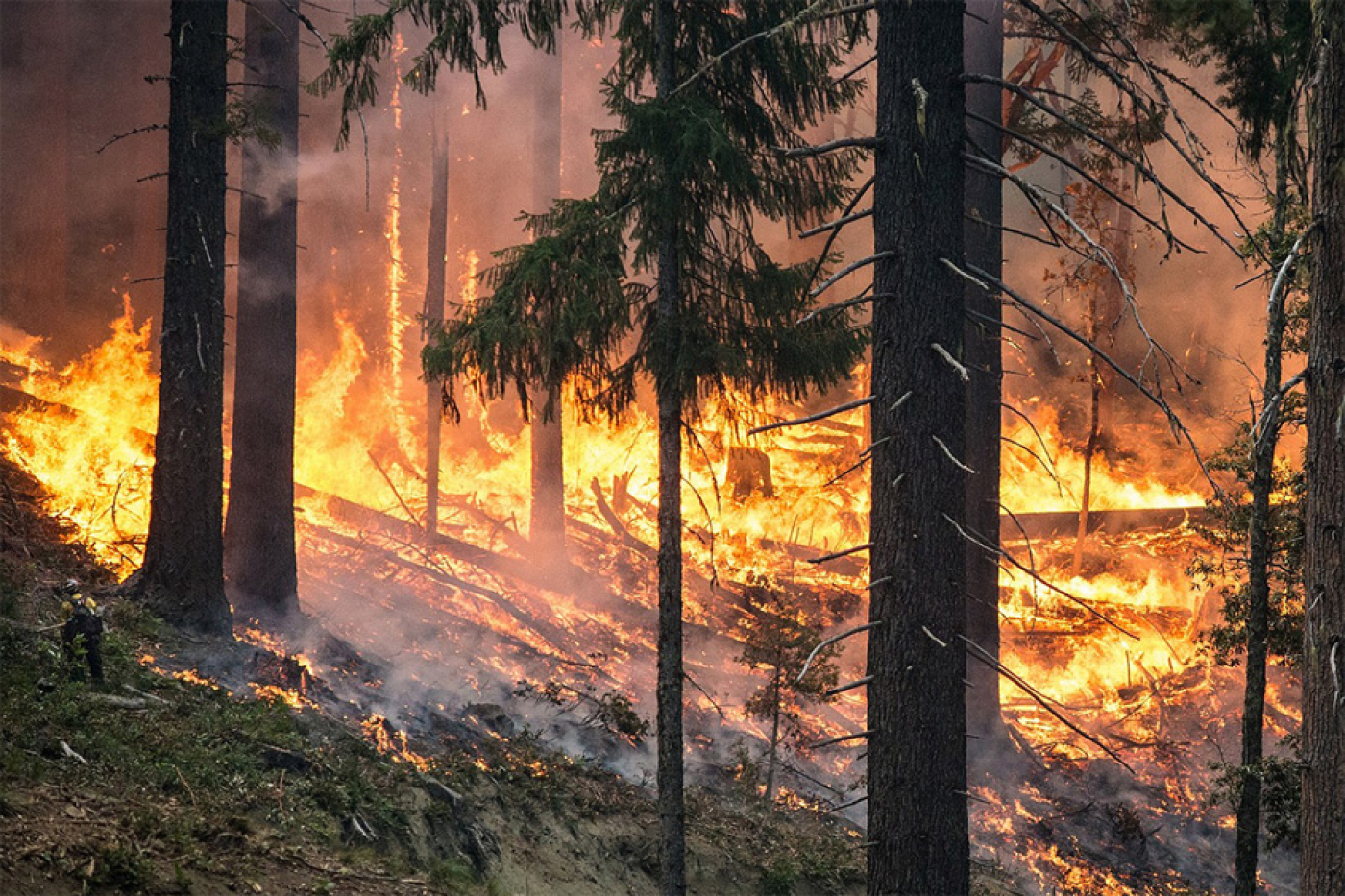 Минлесхоз улучшит систему обмена данными по обнаружению лесных пожаров