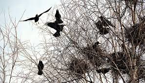 Вступил в силу запрет разрушать гнезда птиц