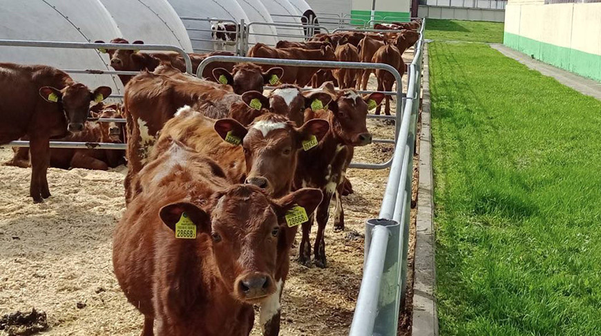 В Беларуси создают уникальную породу коров. Их молоко подойдет даже для аллергиков