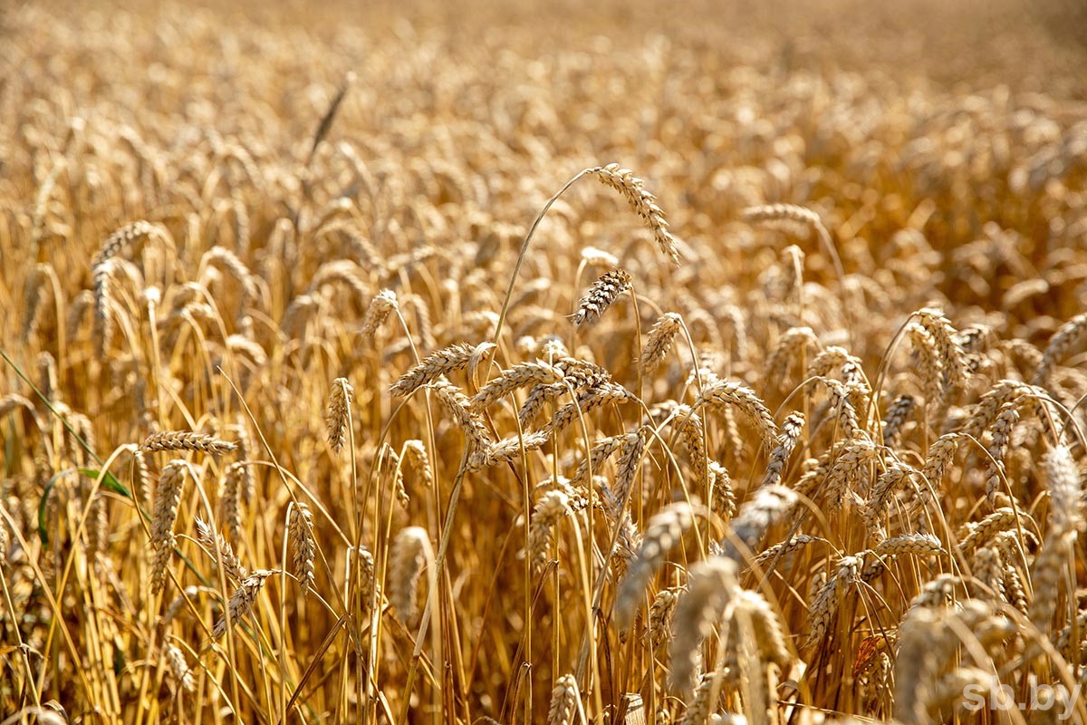 Временное лицензирование на вывоз зерновых ввели в Беларуси