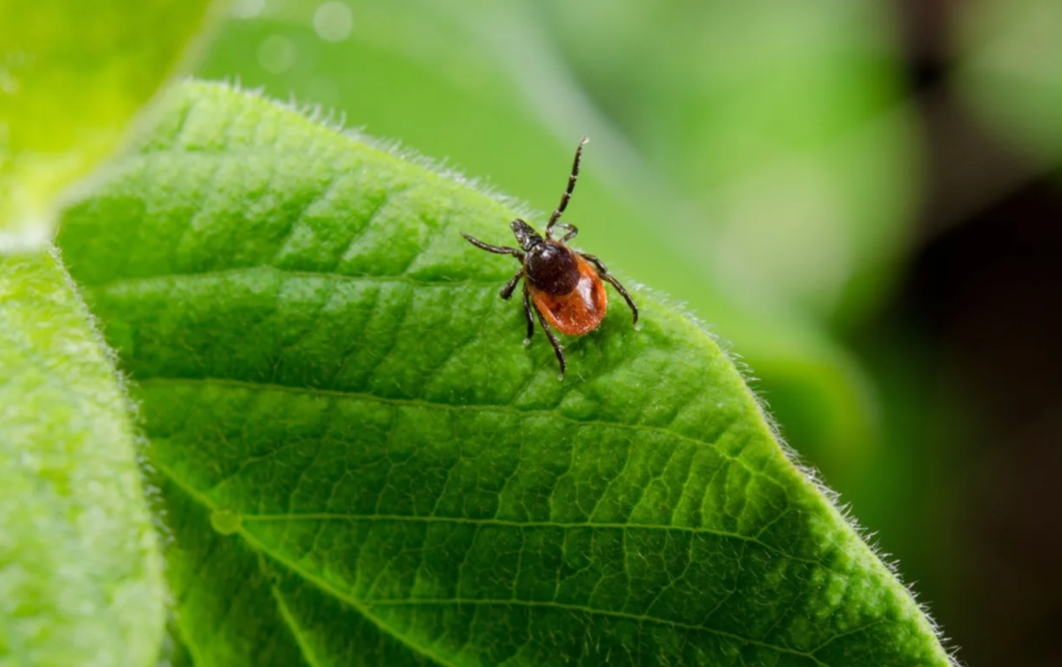 Сезон клещей: энтомолог зонального центра гигиены, эпидемиологии рассказал о том, как защититься от этих насекомых