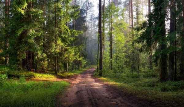 Ограничения на посещение лесов введены по всей Беларуси