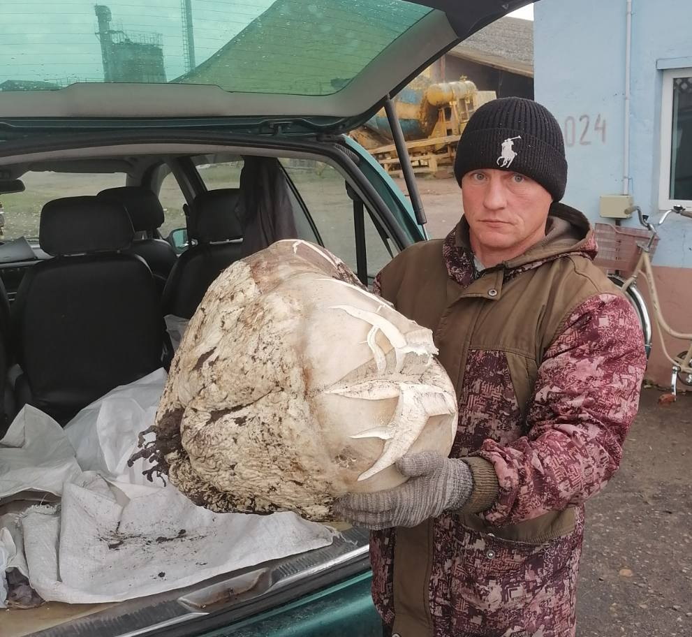 Фотофакт: огромный гриб-дождевик нашли на поле около агрогородка Ковали