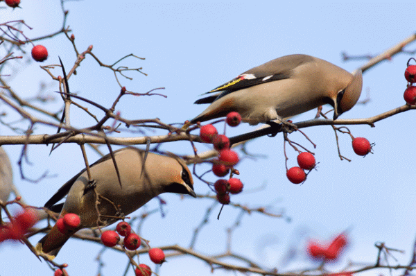 Погода на 3 декабря: до +4°С днем, небольшие осадки ожидается в Могилевской области
