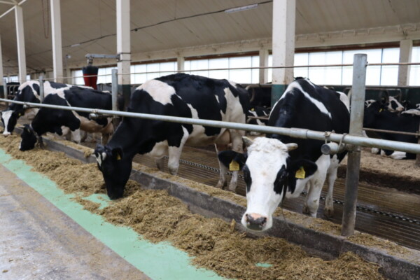 Малочная вытворчасць не стаіць на месцы