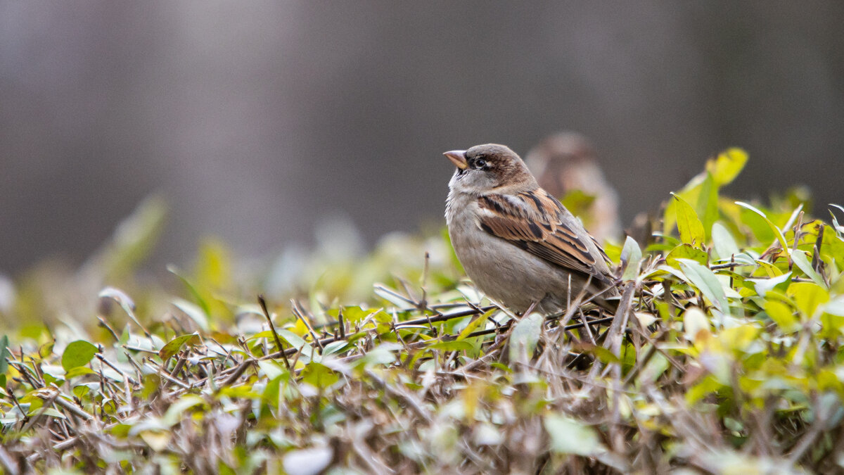 Погода на 7 декабря в Могилевской области