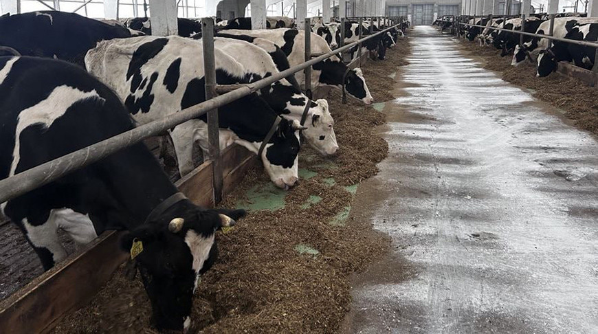 Прокуратура Могилевской области нашла нарушения в содержании КРС на ряде предприятий