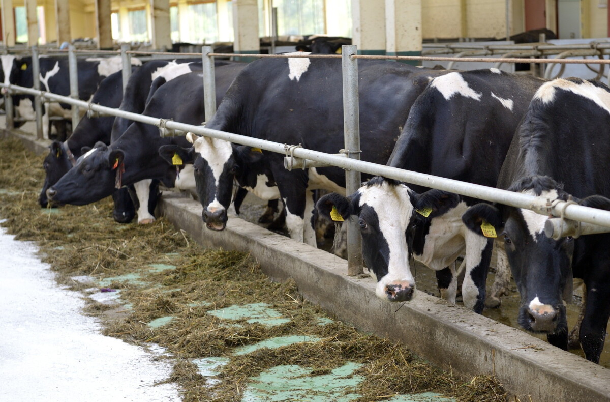 Жывёлагадоўля. Студзень завершаны, можна падвесці яго вынікі