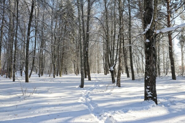 В воскресенье, 22 февраля, облачно с прояснениями и до +4 °С