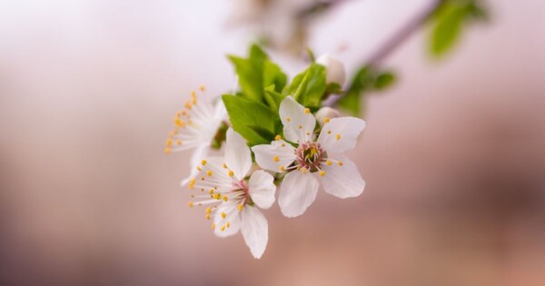 Погода 17 апреля: не выше +13°С, временами дожди