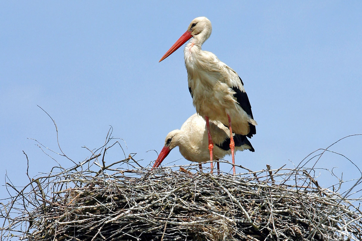Погода 10 апреля в Могилевской области