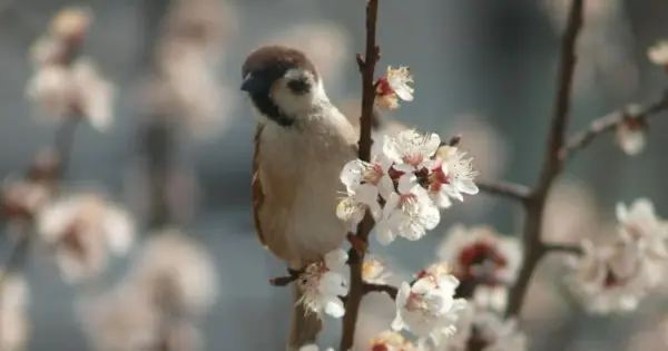 Погода 20 апреля в Могилевской области