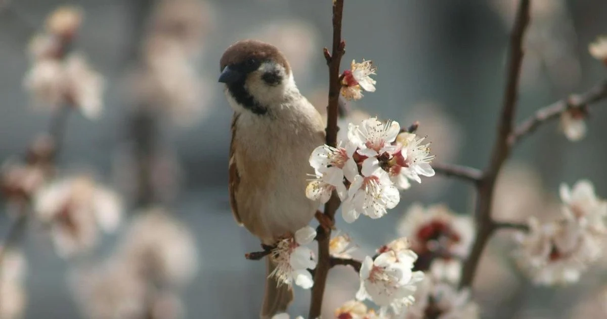 Погода 20 апреля в Могилевской области