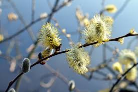 Погода 16 апреля в Могилевской области