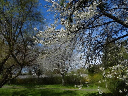 Погода 24 апреля в Могилевской области