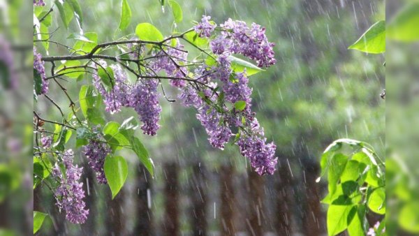 Прогноз погоды на 13 мая: дожди, грозы и до +20°C