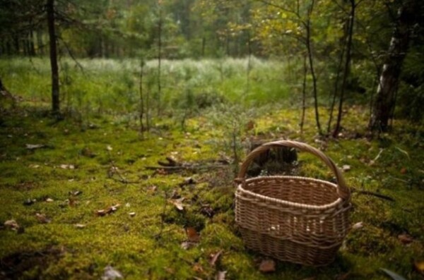 Как не заблудиться в лесу: советы спасателей