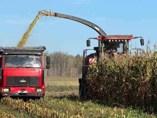 Не сбавляя темпов! На Бобруйщине продолжается массовая уборка кукурузы на силос